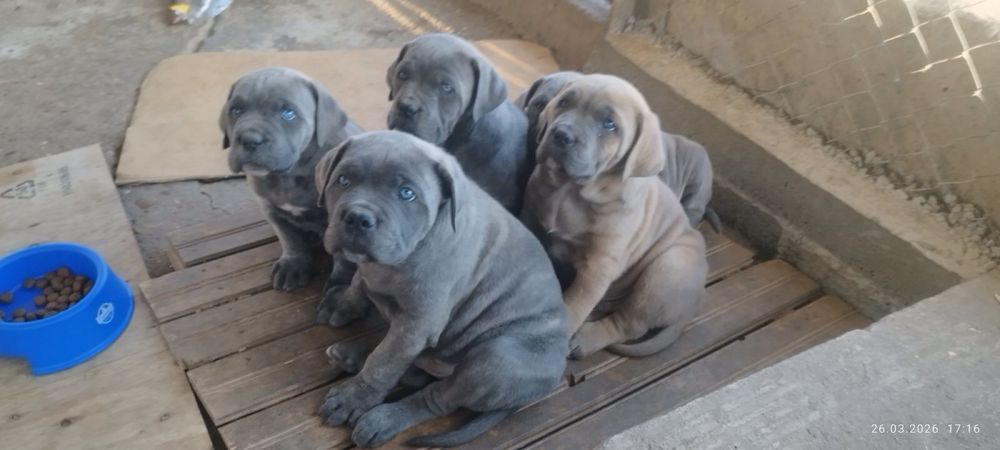 Cane Corso Italiano