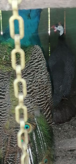 Păun mascul de vânzare