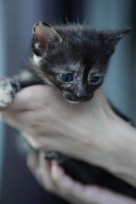 Котятки ищут дом