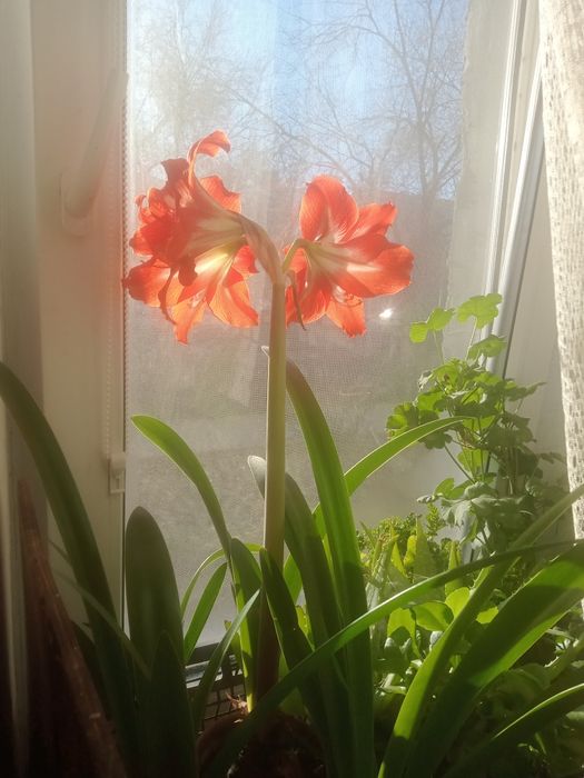 Цветы комнатные, многолетние.