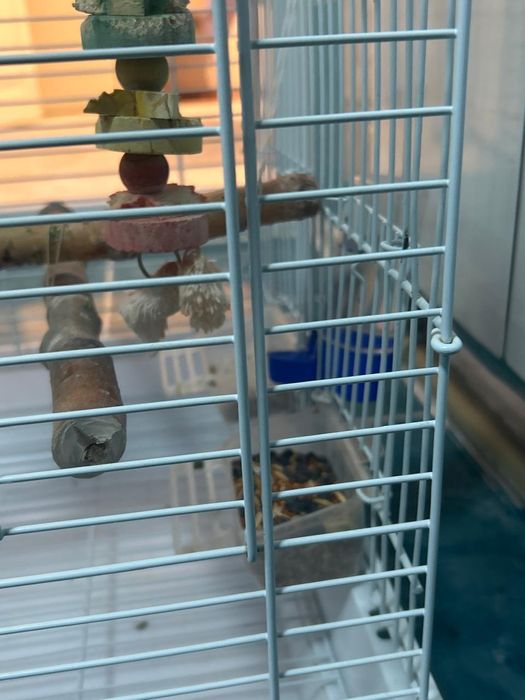 Продаётся папугай(корелло)