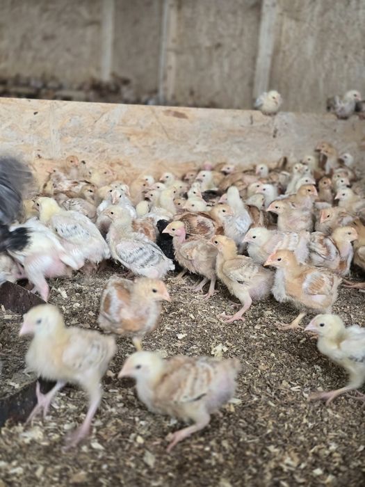 Pui colorati rasa mixta 500 grame