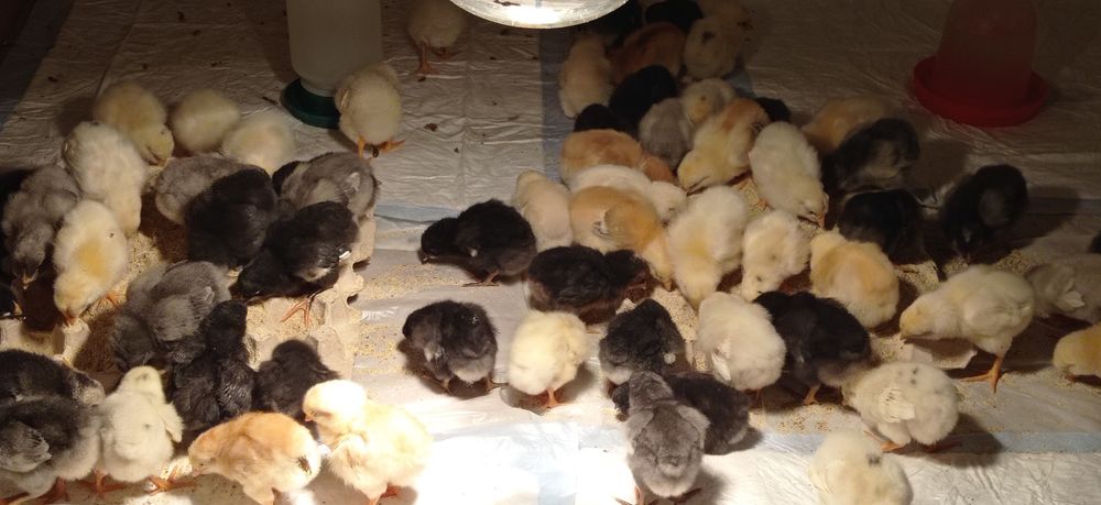 Пиленца - селски носачки