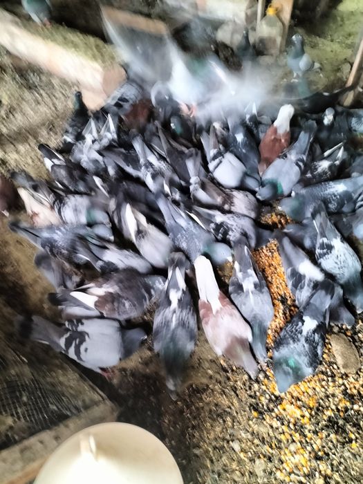 Porumbei caut un copil care dorește și îi plac porumbei