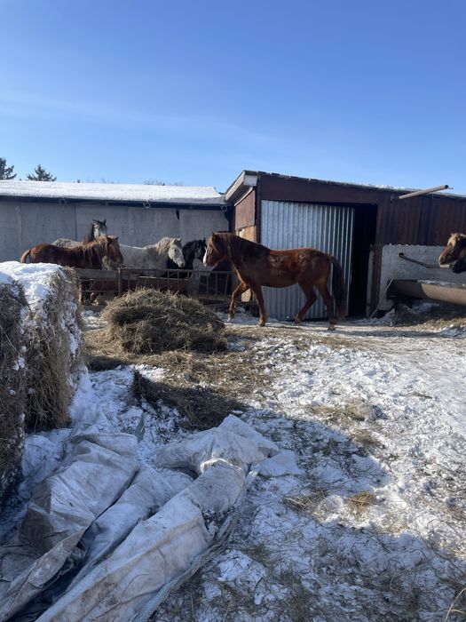 Продам жеребца на племя 8 лет