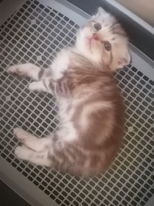 Шотланские котята