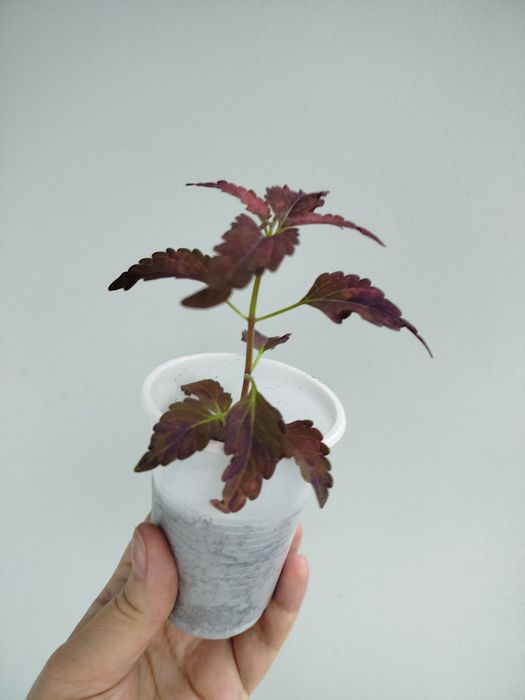 Продам сортовые  колеусы