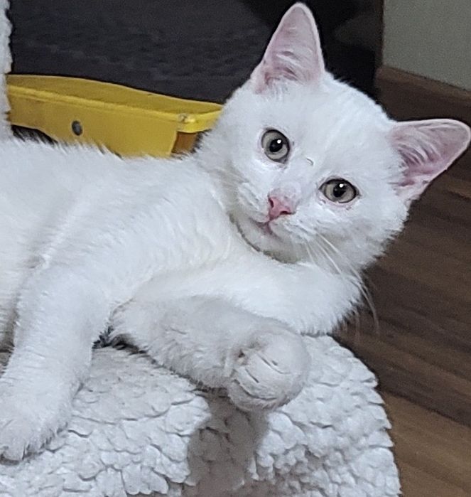 Персийска чинчила, 5 мес, снежно бяла