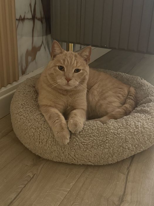 Кот в хорошие руки