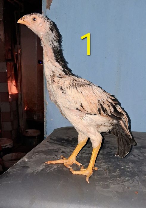 Продам бойцовых кур!