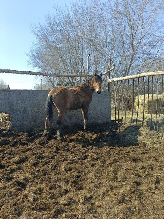 Продам полтарашки