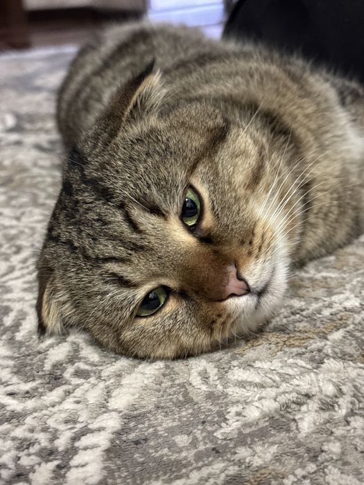 Scottish Fold кот для вязки