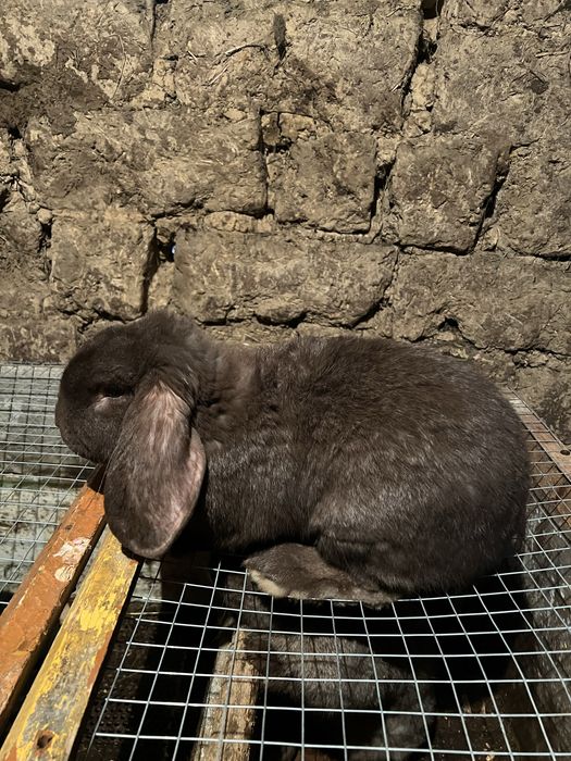 Кролик француский баран самец