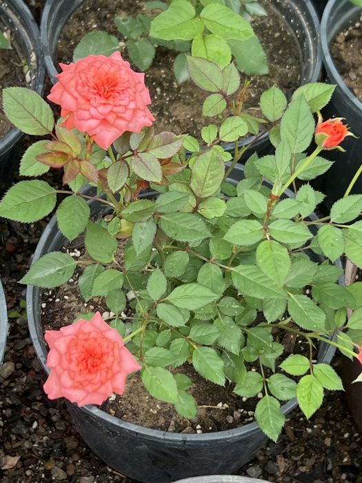 Спрей розы 2 х летки