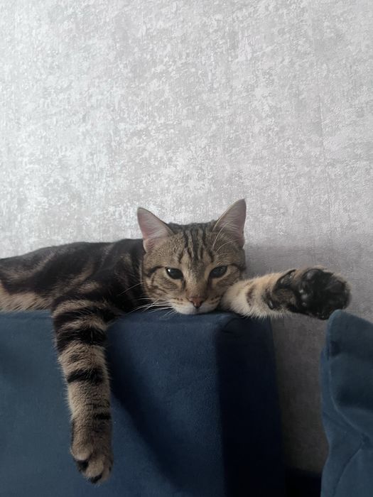 кот Барсик ищет дом