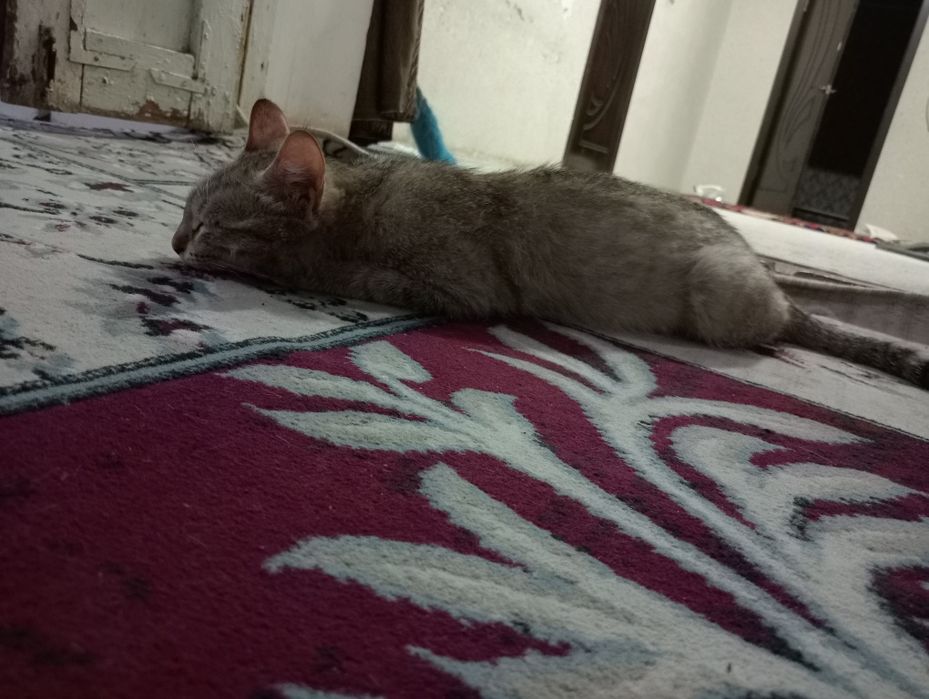 Продаю кошку умную