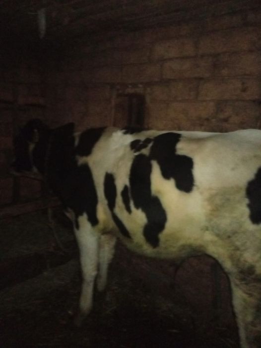 Taure de vanzare dincrangeni