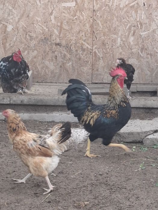 Cocoși, gaini si pui