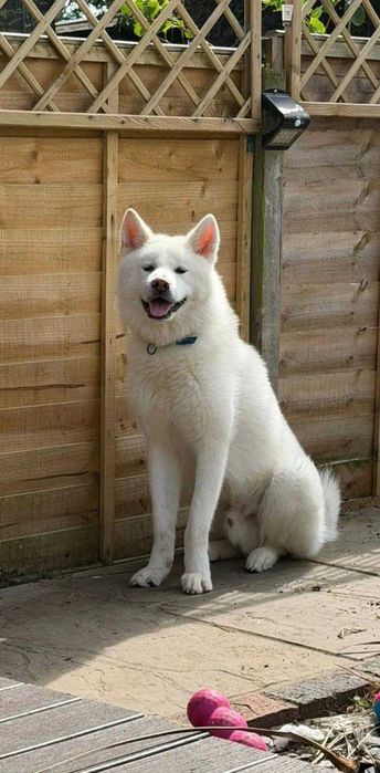 9 Luni Caine Japanese Akita