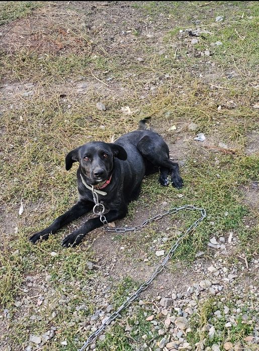 Собака дворняжка