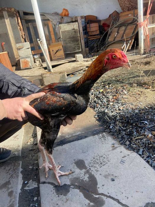 Байцовые петух семья 60 тыс