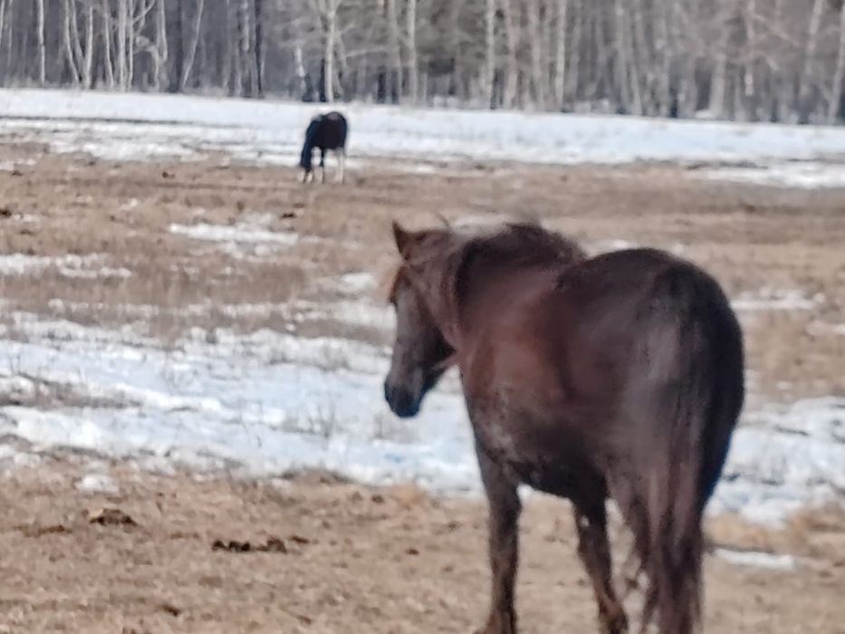 Продам лошадей пять голов срочно