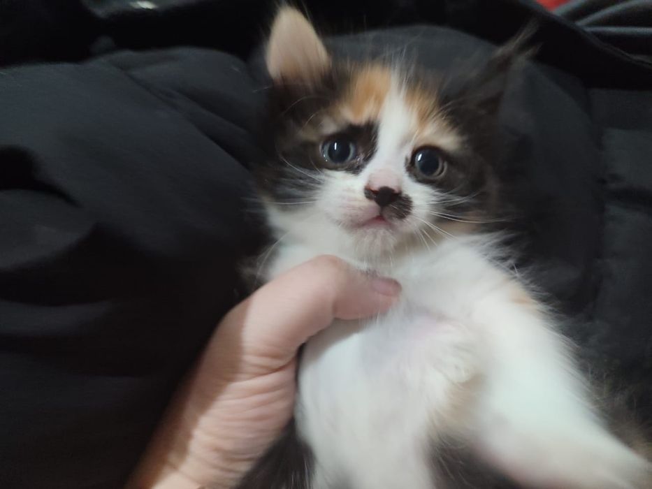 Девочка, котенок в добрые руки