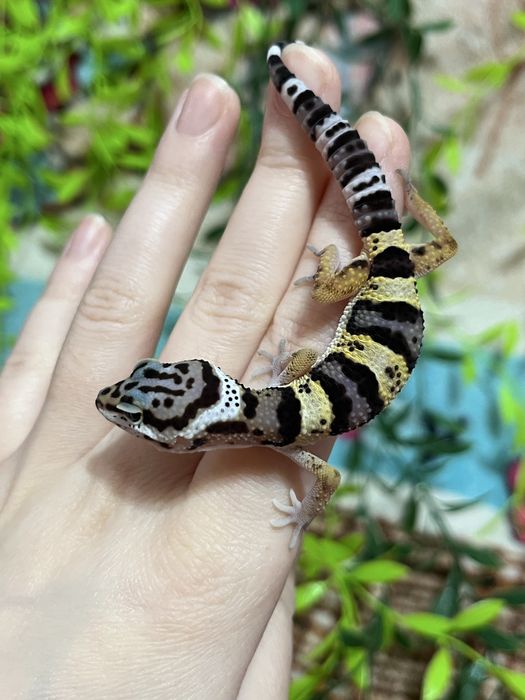 Эублефары гекконы (ящерица,геккон)