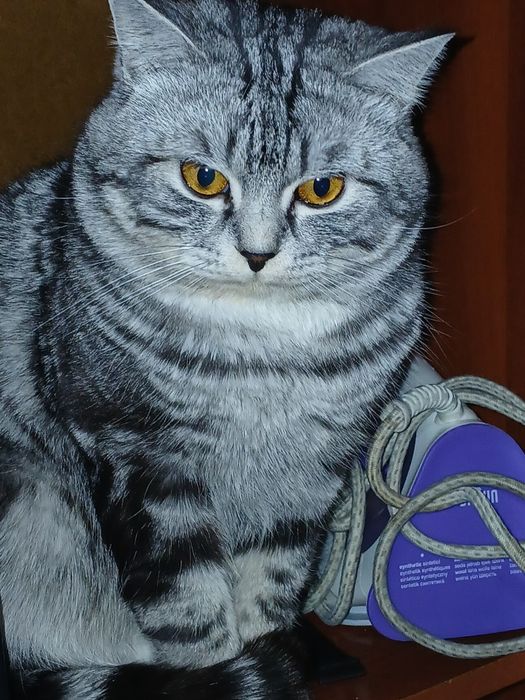 Продаются котята шотландские