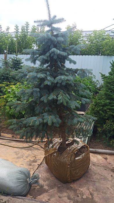 Деревья, кустарники, цветы