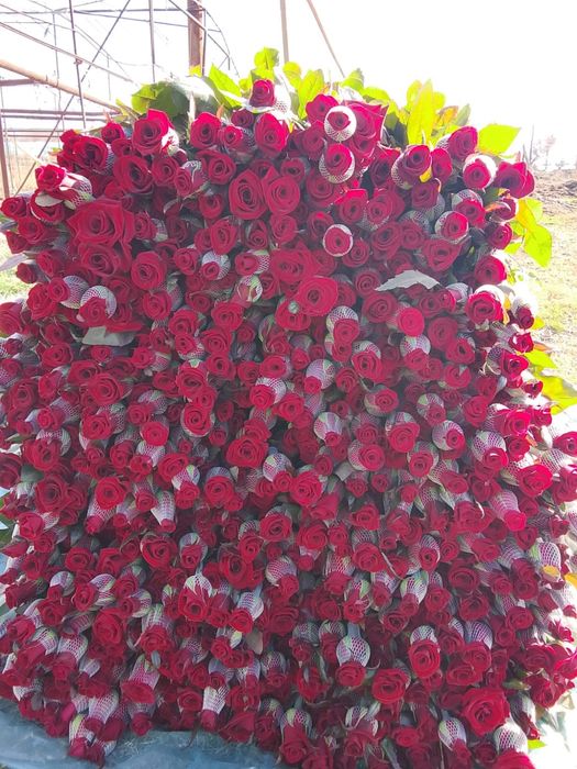 Роза оптом бағада чёрная магия сорты