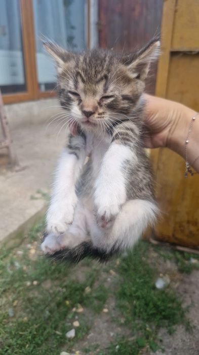 Pisicuți spre adopție