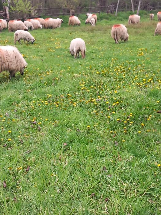 Vând 50 oi țurcane, tot efectivul