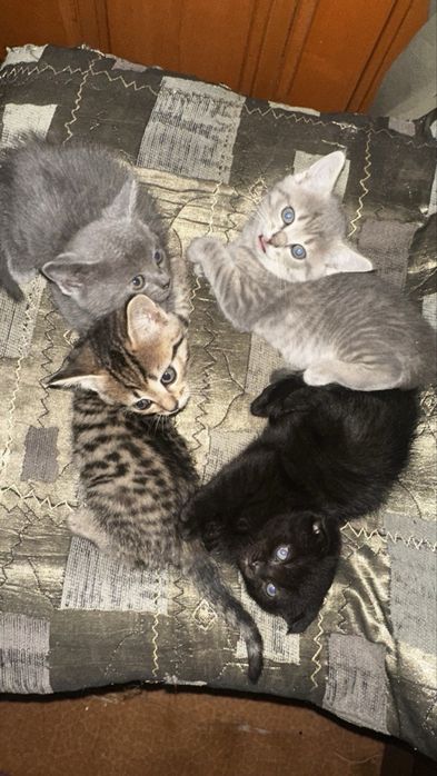 отдам котят в добрые руки