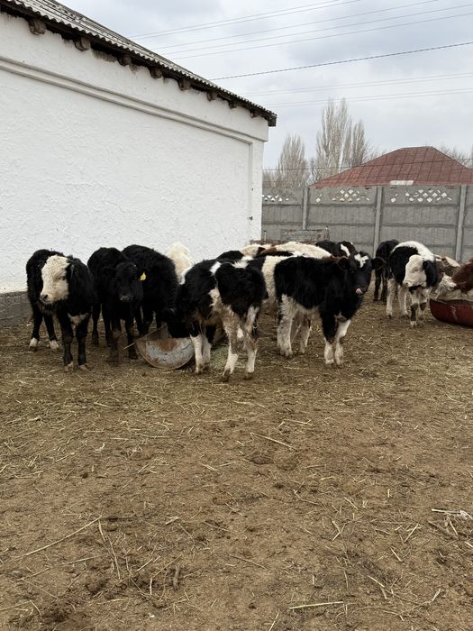 Бычки подсосы бұқа бұзау бык