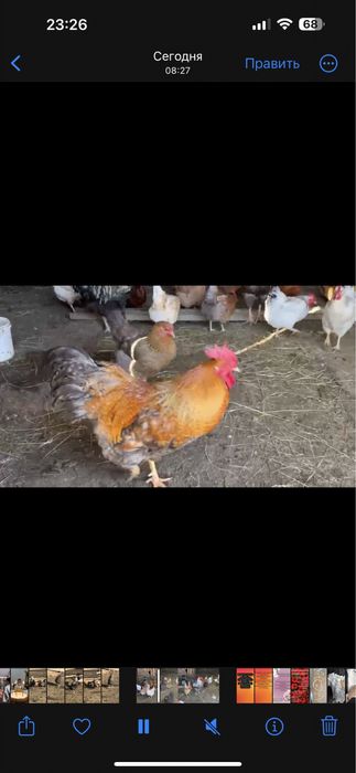 Продам инкубационные яйца