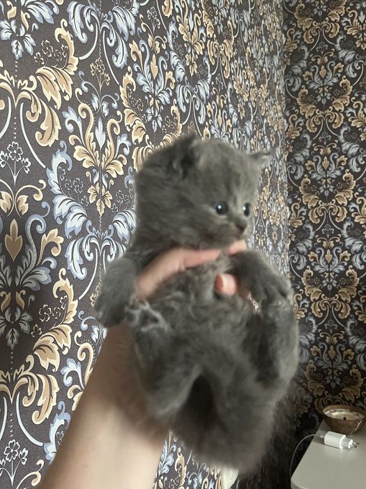 Мальчик скоттиш страйт