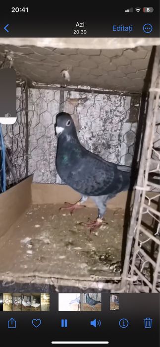 vand sau schimb porumbei