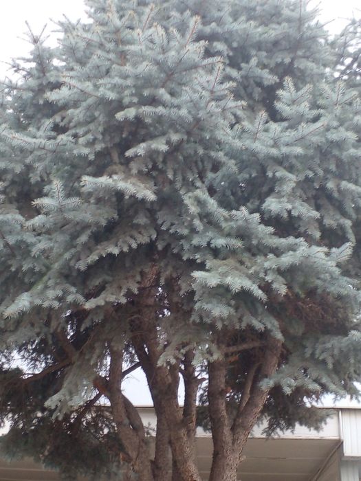 Голубая ел 7 метр большой дерево