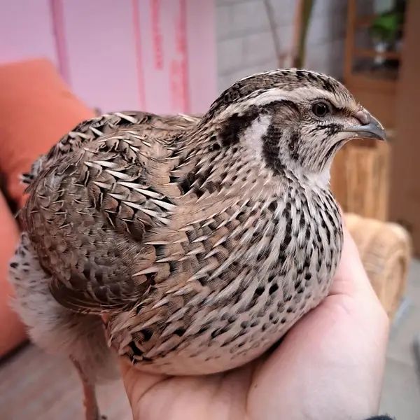 продаются перепелки, итальянские