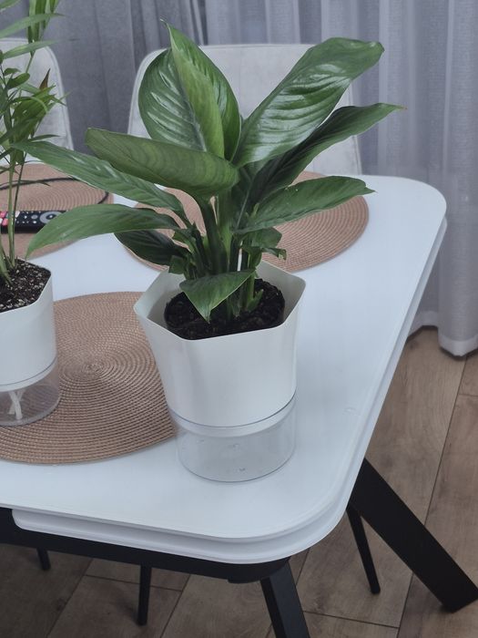 Продам комнатные цветы.