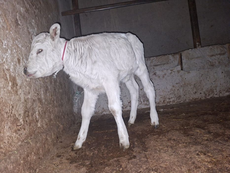 Бұзау сатылады ұрғашы