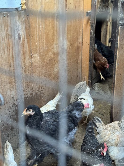 Продам петухов Брама