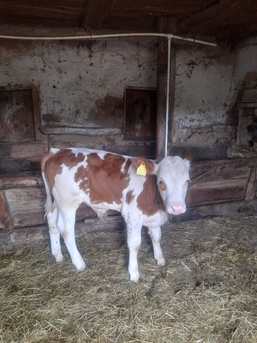 Vând 2 vitele belgiene și Taur baltat
