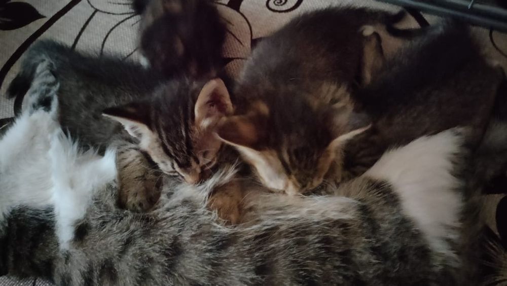 Отдам даром котят