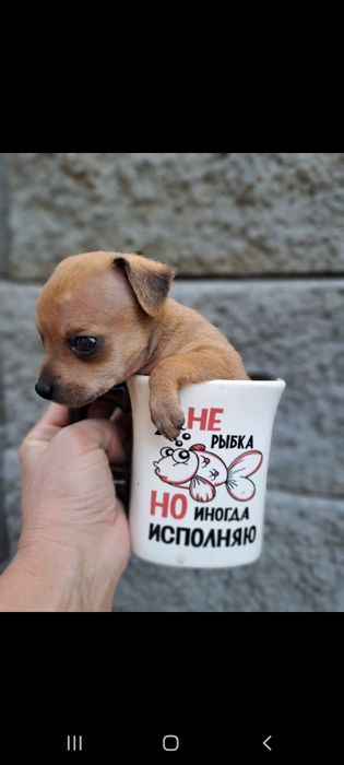 Продам щенков той терьера