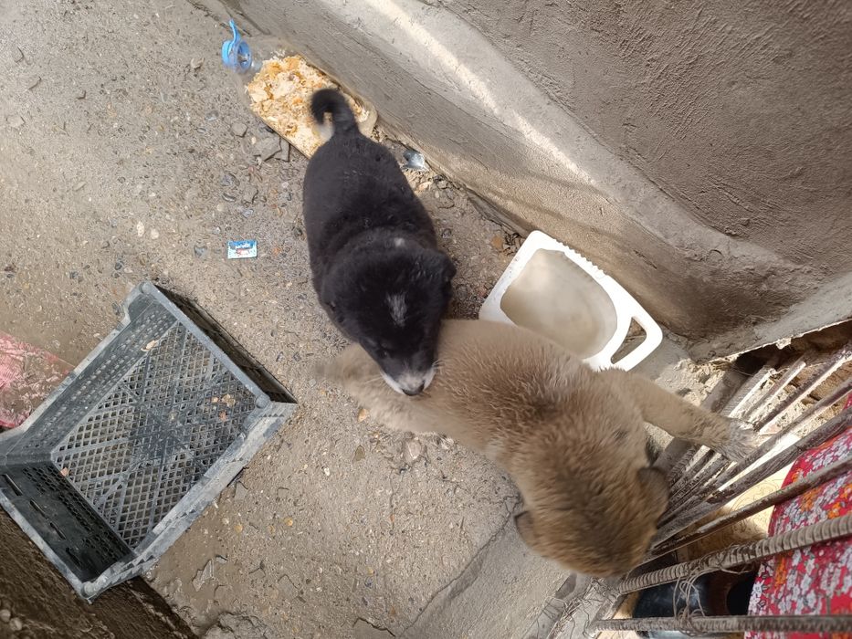 Щенки продается т