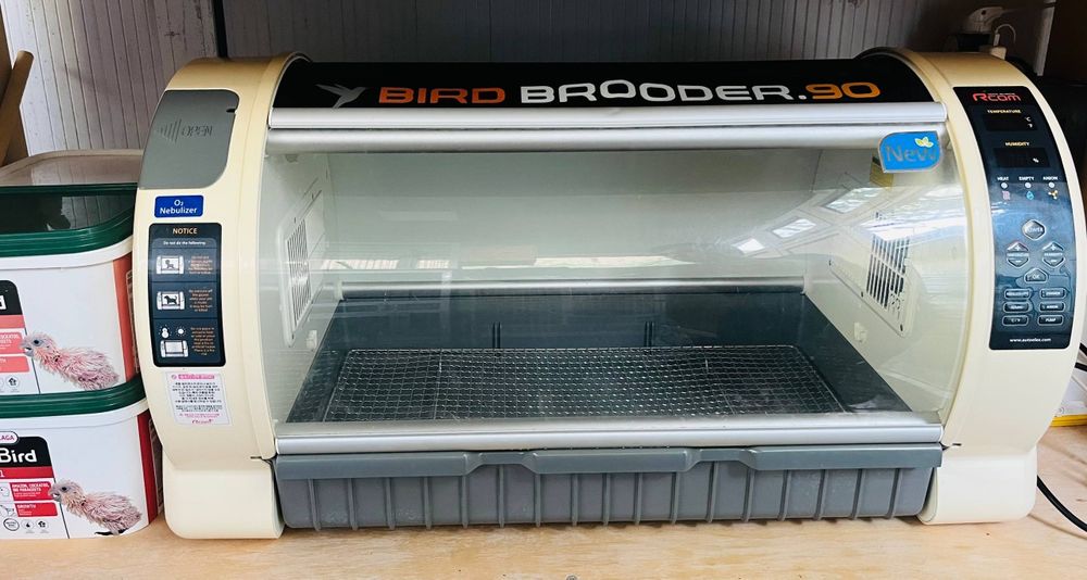 Brooder sotiladi koreyaniki