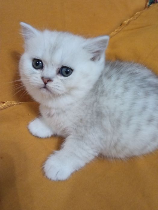 Британские серебристые шиншиллы