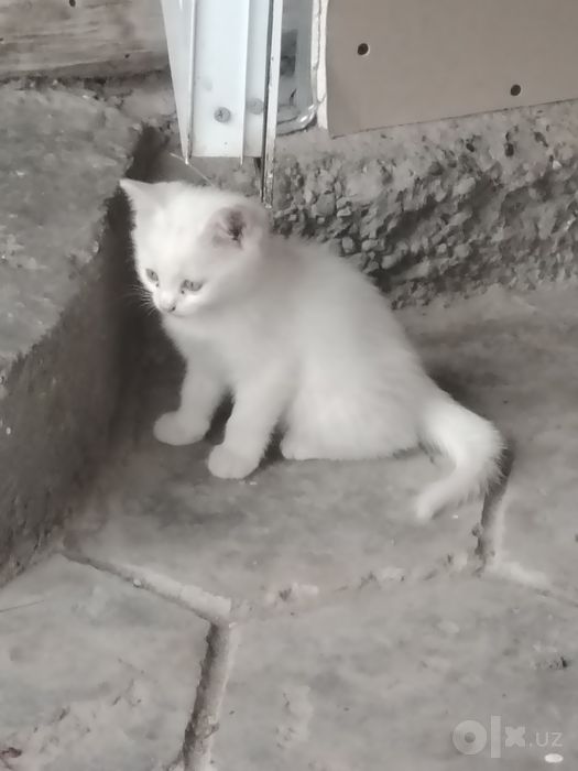 Котята белоснежные